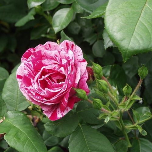 Rosa  Ferdinand Pichard - biało - czerwony - Róże pienne - z kwiatami hybrydowo herbacianymi - korona krzaczasta